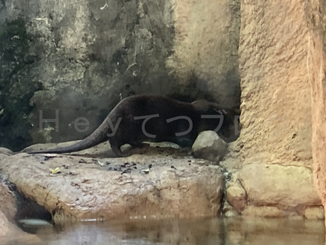 カワウソ舎からもこのように見ることができます