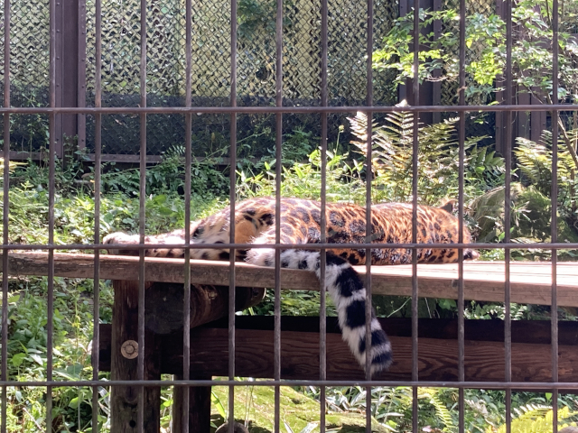 寝てしまっているアムールヒョウです