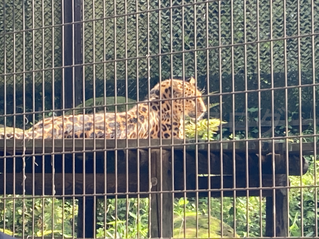 アムールヒョウの横顔をみることができました