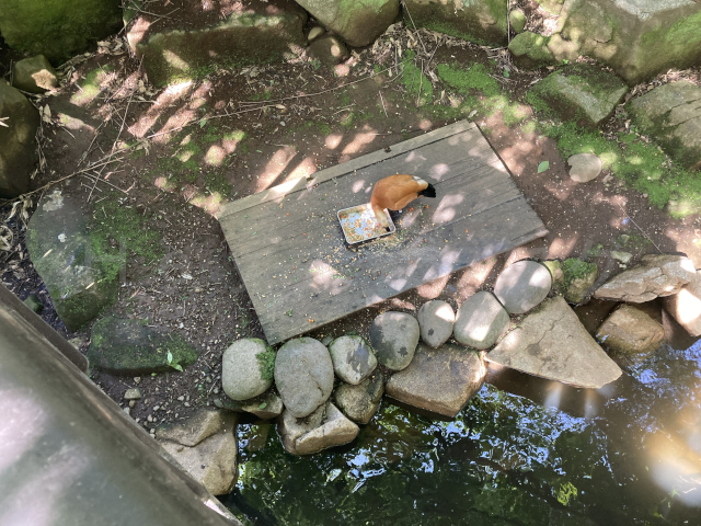 順路の下にいる鳥はなんでしょうか?