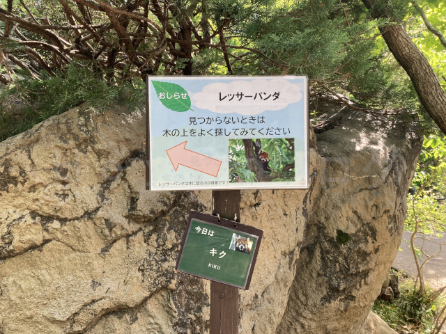 レッサーパンダの説明パネルです