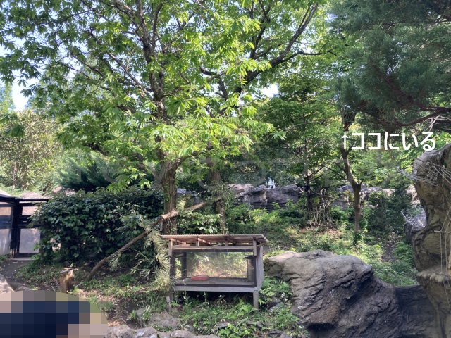 さて私はどこにいるでしょうか?というくらい分かりにくい場所にレッサーパンダがいます