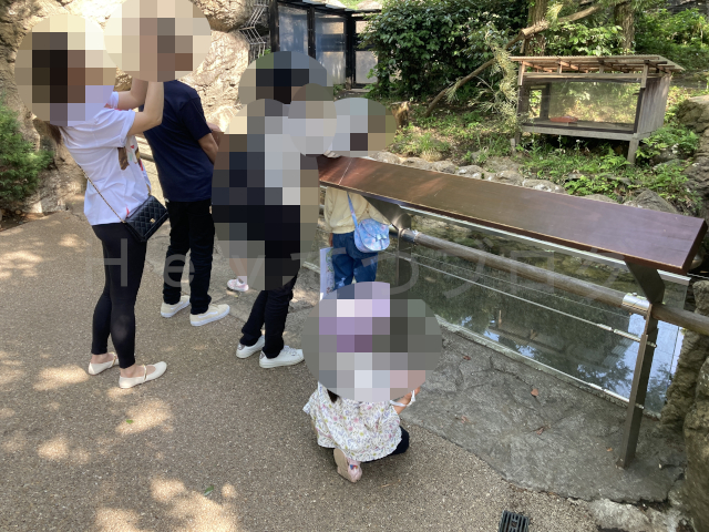木の上からなかなか降りてこないのでしばし待ちぼうけ