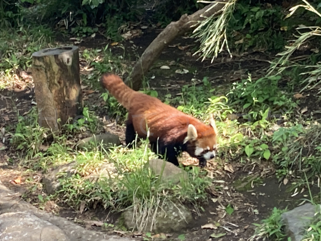 願いが通じたのか木から降りてきたレッサーパンダ