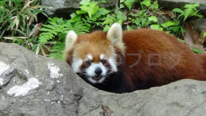 【おでかけ】よこはまズーラシア後編-亜寒帯・アーラスの谷・オセニア・アジア・正門とアクアテラス・帰りの温泉-