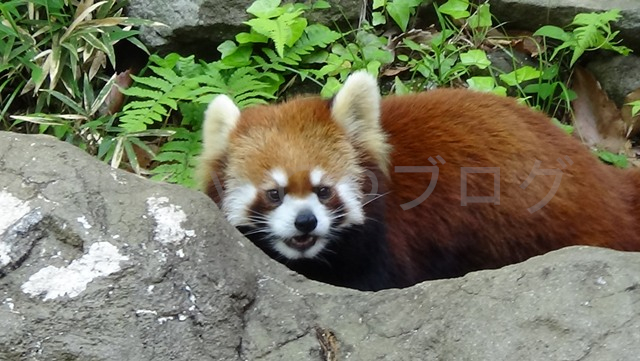 この顔、本当にぬいぐるみみたいでかわいいですね