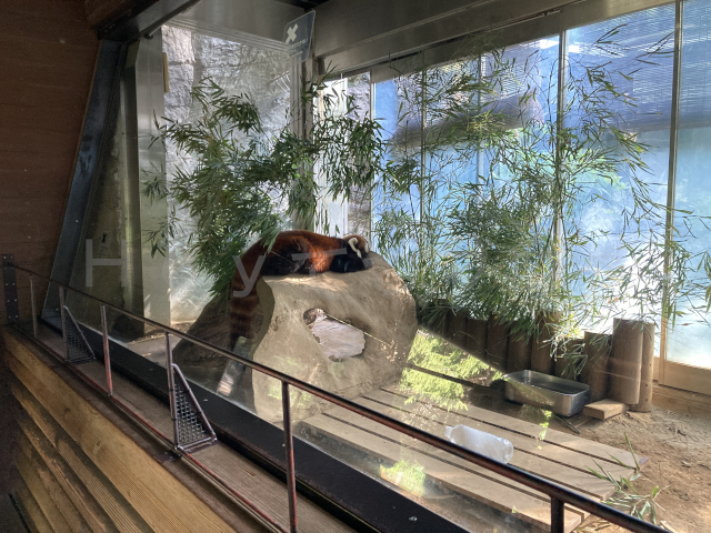 中にもレッサーパンダがいましたがなんともまあリラックスして寝てるんでしょうか(笑)