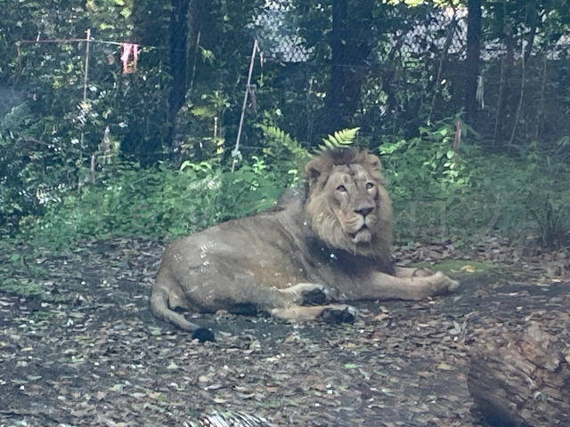 インドライオンです
