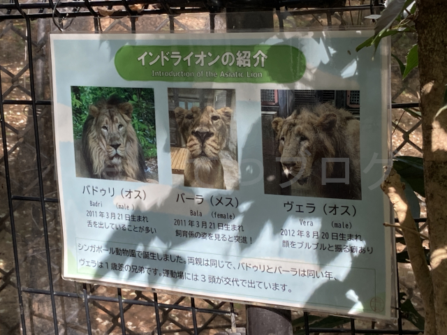 インドライオンの説明パネル