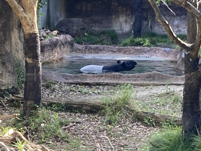見た目パンダみたいです