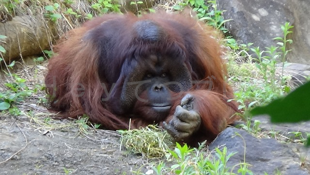オランウータンです。遠くから見ても大きさが分かります