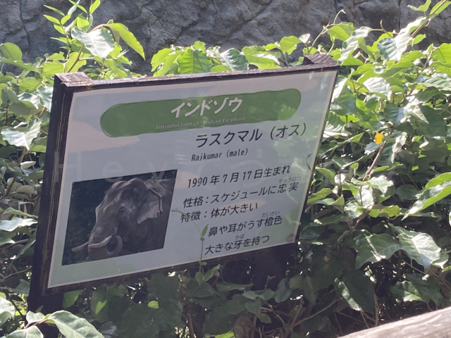 インドゾウの説明パネルです