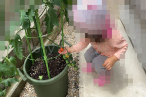 【家庭菜園】お手軽野菜で家庭菜園2025年7月第1週