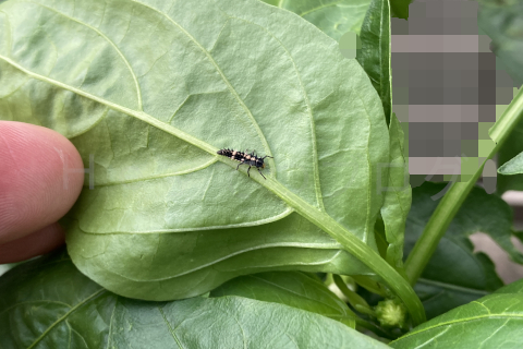 2025年7月第1週_アブラムシの天敵、菜園の救世主ことナミテントウムシの幼虫