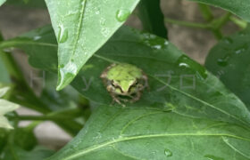 【家庭菜園】お手軽野菜で家庭菜園2025年7月第2週