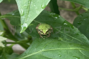 【家庭菜園】お手軽野菜で家庭菜園2025年7月第2週