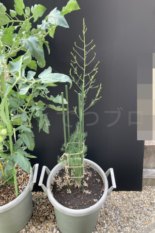 2025年7月第2週_急激に伸びてきたアスパラガス