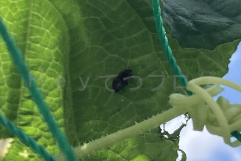 2025年7月第3週_きゅうりの害虫ウリハムシ
