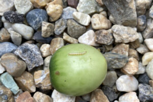 【家庭菜園】お手軽野菜で家庭菜園2025年7月第3週