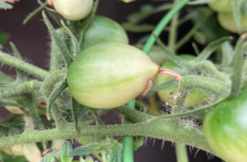 2025年7月第3週_オオタバコガの幼虫がトマトに穴をあけて食べているところ