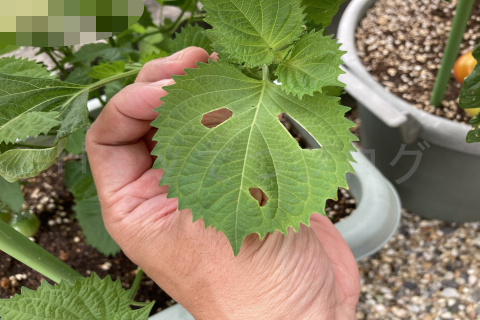 2025年7月第4週_青しそが虫に食われたので悲しい顔に(笑)