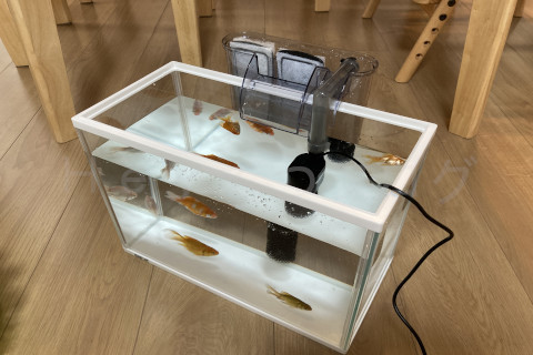 【金魚日和】縁日の金魚を早速入れてみた