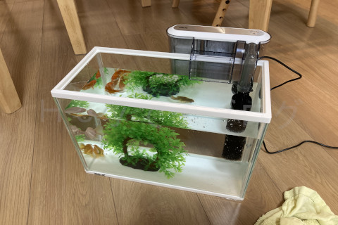 【金魚日和】水草オブジェも入れてみた