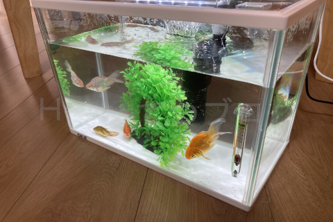 【金魚日和】LED照明つけてみたところ