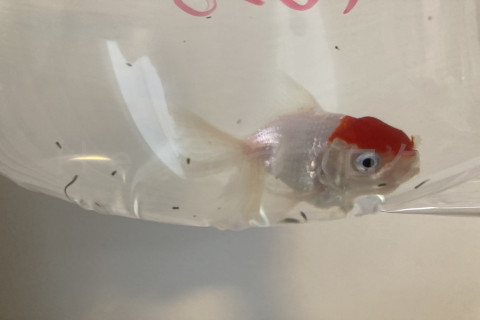 【金魚日和】金魚のお友達を連れてきました01