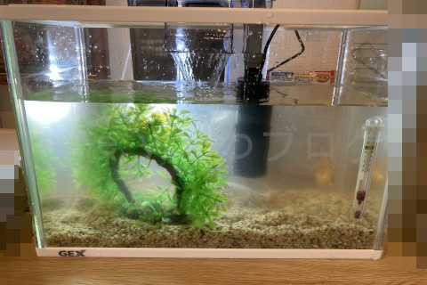 【金魚日和】底砂を入れたところ
