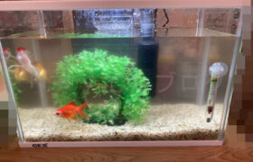 【金魚日和】金魚の水槽を演出する底砂と水質改善秘密兵器