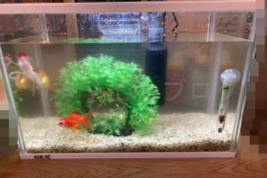 【金魚日和】金魚の水槽を演出する底砂と水質改善秘密兵器