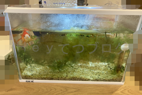 水槽がこのように藻で覆われてしまった状態。