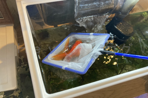 金魚用に用意したあみで優しくすくいます