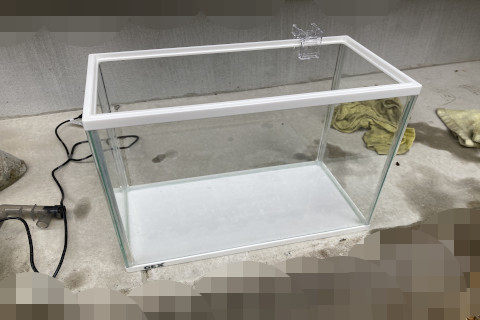 子供たちが綺麗にした水槽です。