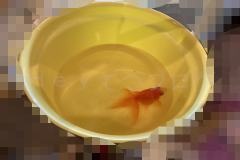 水面でパクパクの酸素不足状態
