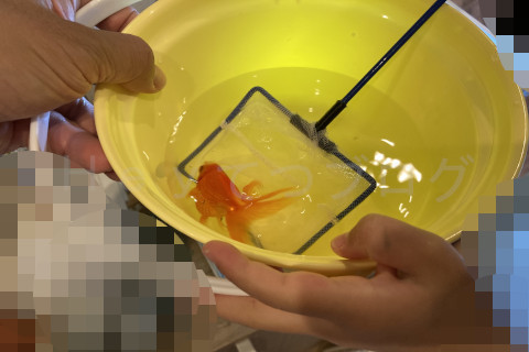 水槽に戻すためまた優しくあみですくいます