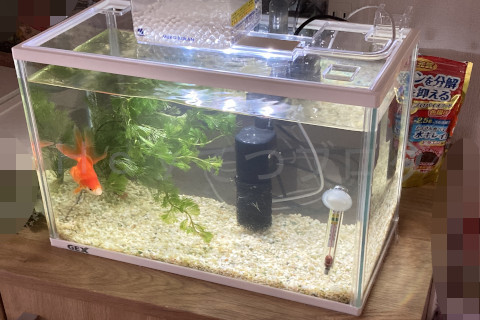 金魚を水槽に戻しました。