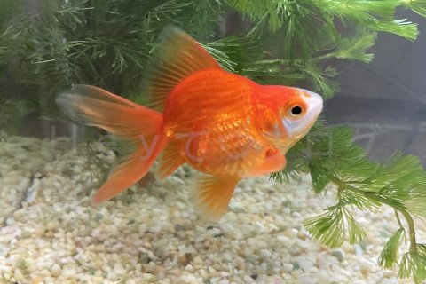 ドキンちゃんは綺麗になった水槽で嬉しそうに泳ぎました。