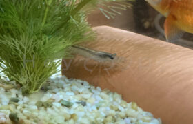 【金魚日和】メンテ工数大幅削減間違いなし！優秀な水槽お掃除スタッフさんが新しく加わりました