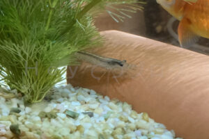 【金魚日和】メンテ工数大幅削減間違いなし!優秀な水槽お掃除スタッフさんが新しく加わりました