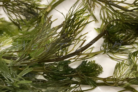 茎が茶色く弱っている状態