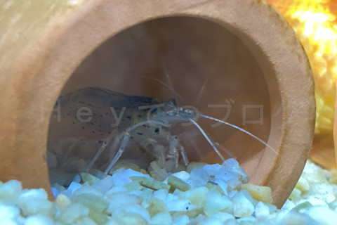 ヤマトヌマエビはお家が気に入った様子