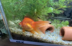 【金魚日和】イシマキガイの超お掃除能力