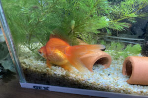 【金魚日和】イシマキガイの超お掃除能力