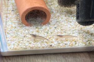 【金魚日和】寒い季節の必需品！ヒーターで冬眠から金魚を守れ！