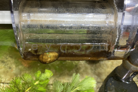 ろ過装置の排出口にびっしり生えた茶苔