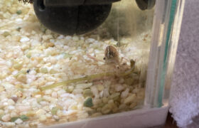 【金魚日和】ヒーターでぬくぬく暮らしするお掃除スタッフの日常