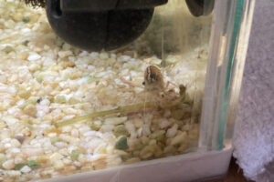 【金魚日和】ヒーターでぬくぬく暮らしするお掃除スタッフの日常