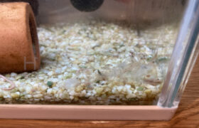 【金魚日和】ヤマトヌマエビの脱皮について